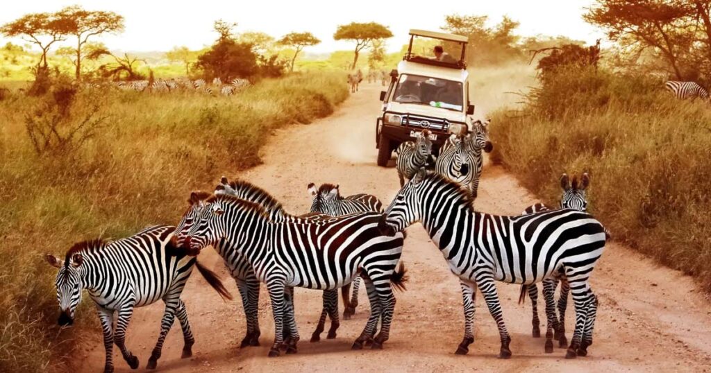 img-act-safari